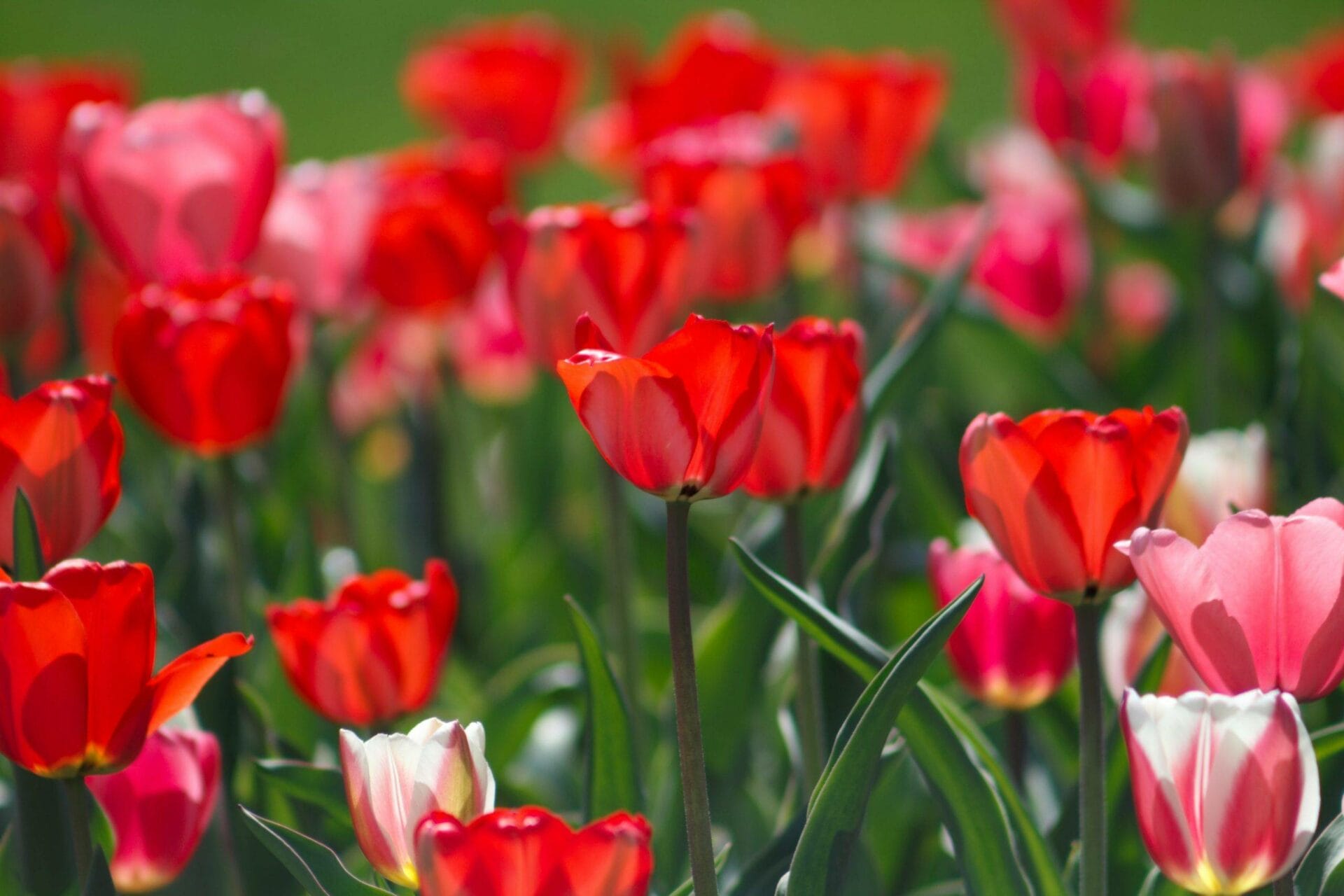 A field of red and white tulips.