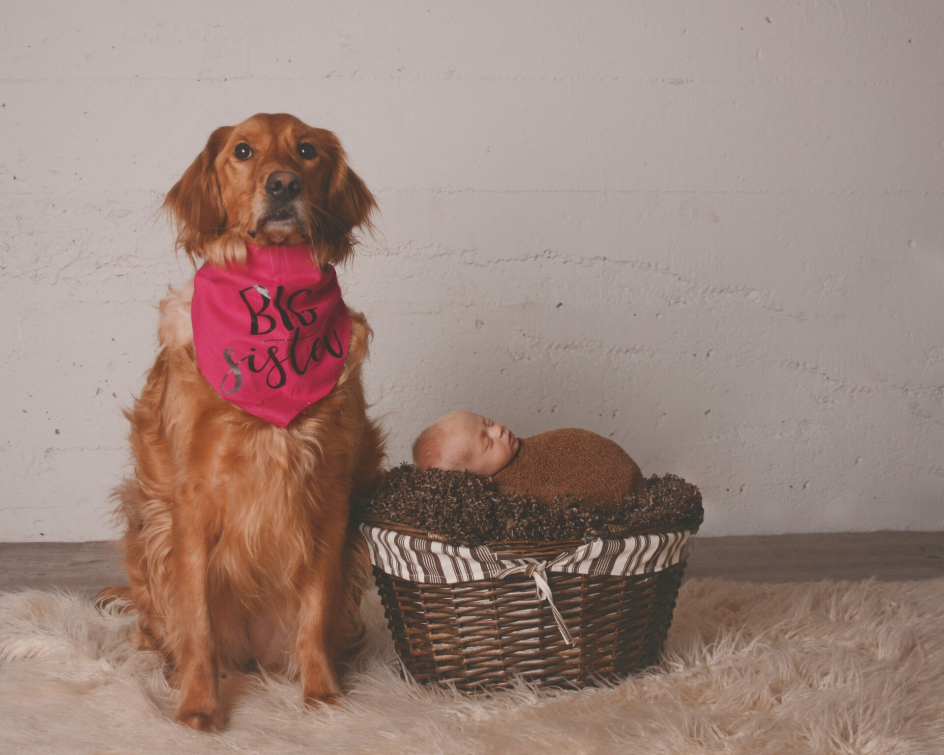 A golden retriever sits next to a baby in a basket.