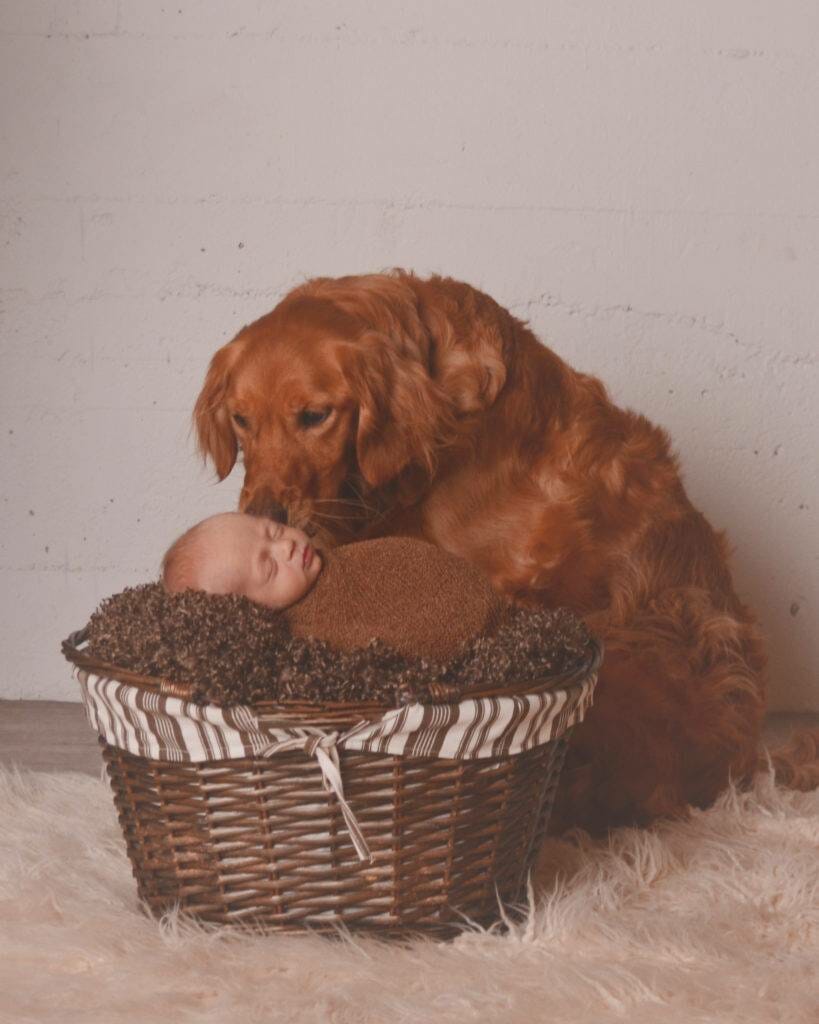 A dog is sleeping with a baby in a basket.