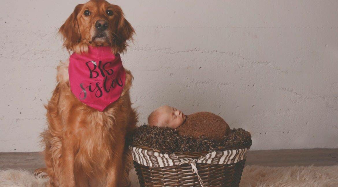 A golden retriever sits next to a baby in a basket.