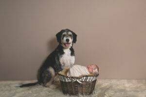 A dog sits next to a newborn in a basket.