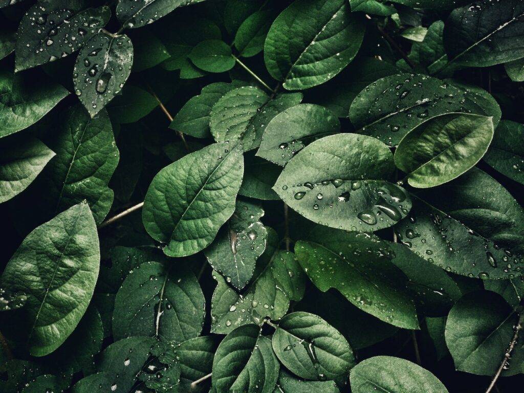 Green leaves with water droplets on them.