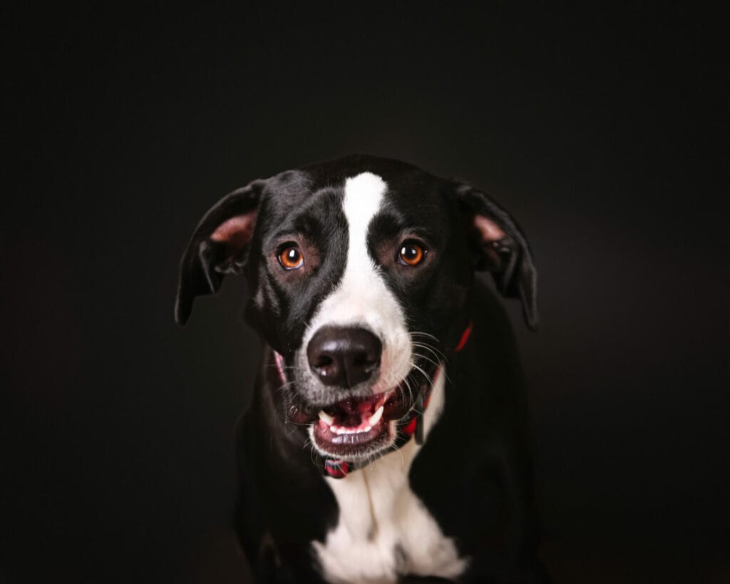 A black and white dog with brown eyes and a red collar sits against a dark background, mouth slightly open.