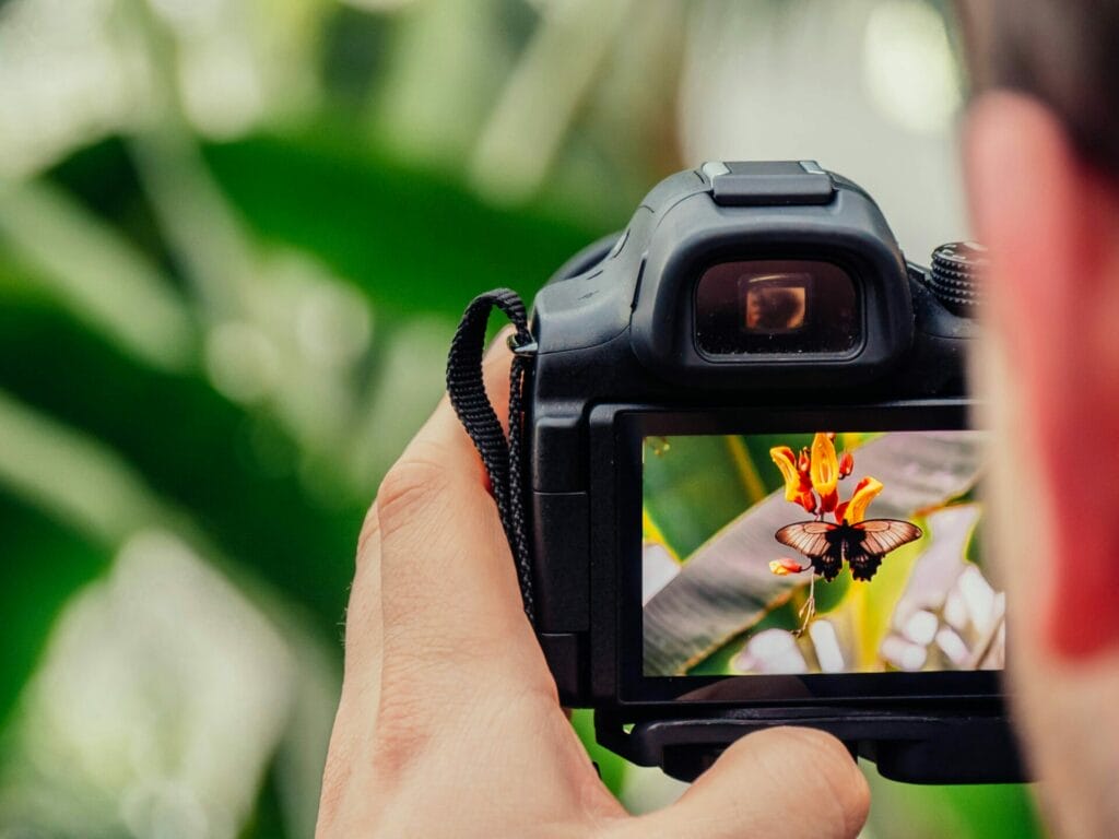 A camera is capturing an image of a butterfly perched on a vibrant flower, surrounded by green foliage.