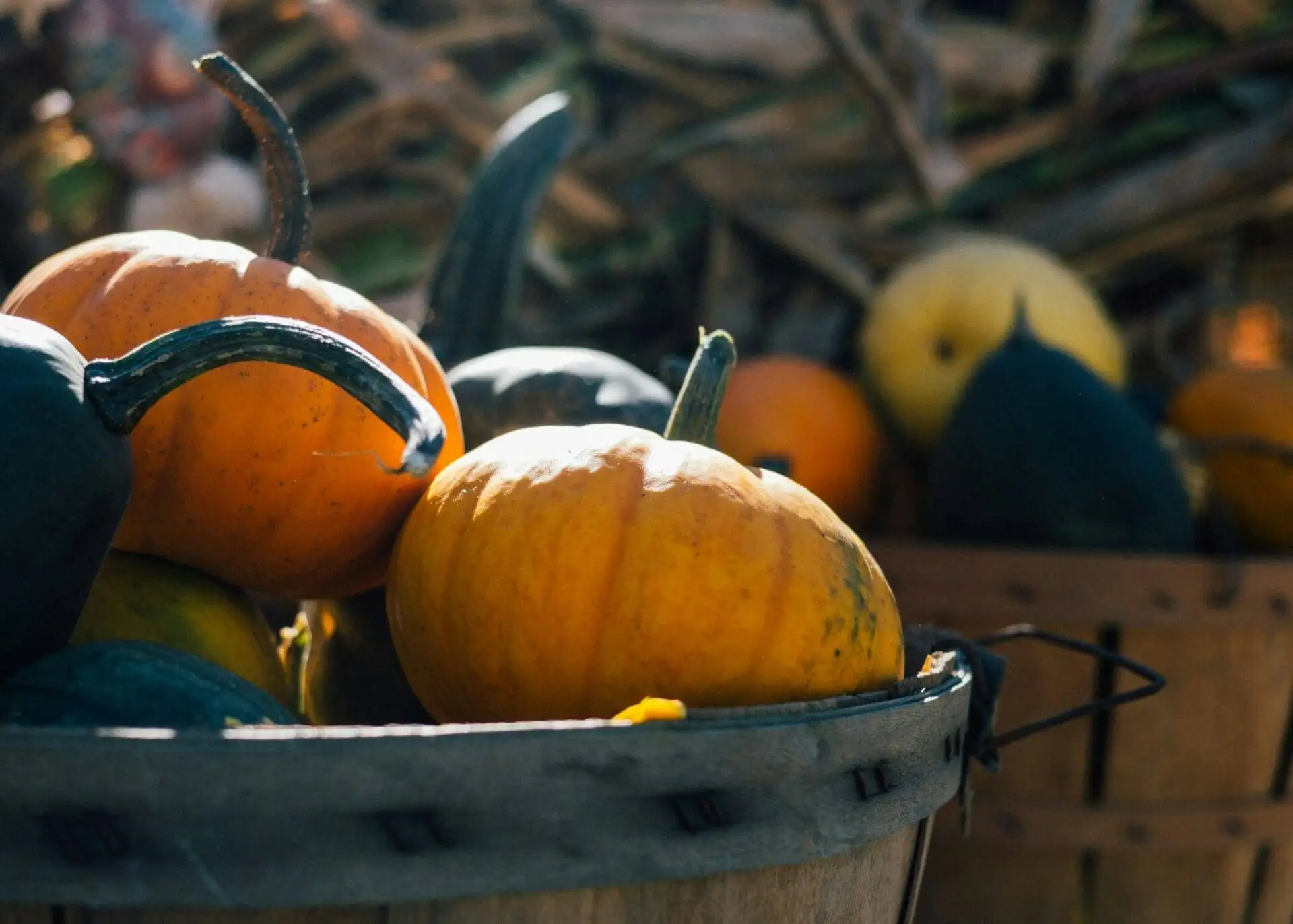 A basket of assorted pumpkins and gourds in sunlight, with hay in the background.