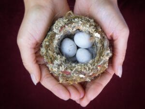 Two hands gently hold a small bird's nest containing three white eggs against a dark background.