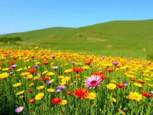 A field of colorful wildflowers, mostly yellow, red, and purple, stretches in front of green grassy hills under a clear blue sky.