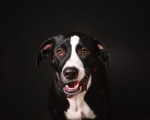 A black and white dog with a red collar sits against a plain black background, looking toward the camera with its mouth slightly open.