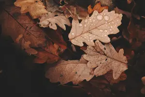 Raindrops on autumn oak leaves representing rainy fall photo sessions