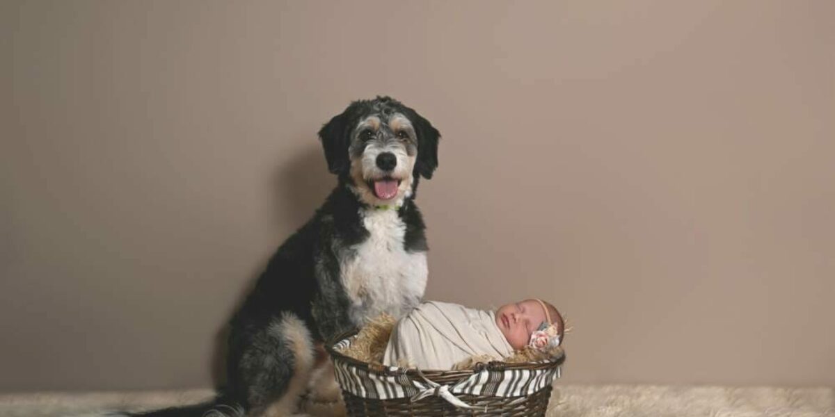 A dog sits next to a newborn in a basket.