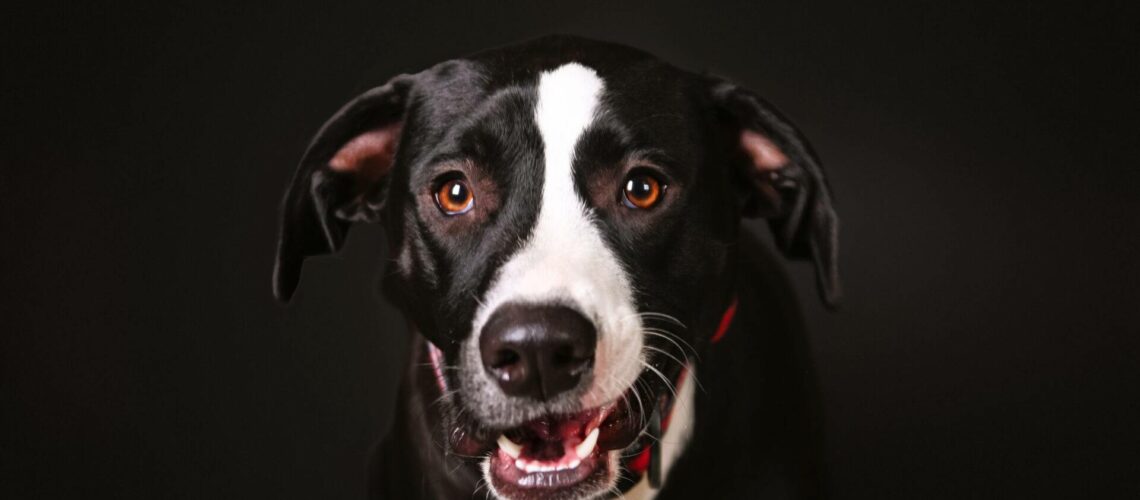 A black and white dog with brown eyes and a red collar sits against a dark background, mouth slightly open.