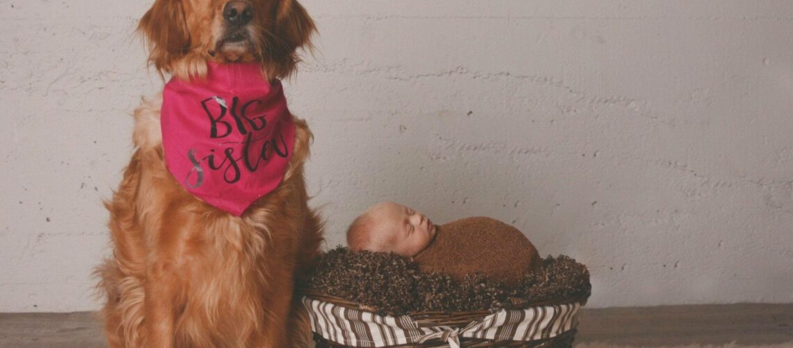 A golden retriever sits next to a baby in a basket.