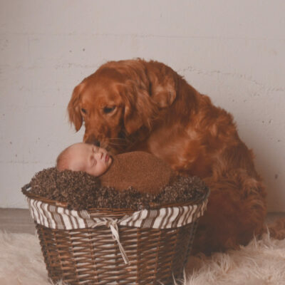 A dog is sleeping with a baby in a basket.