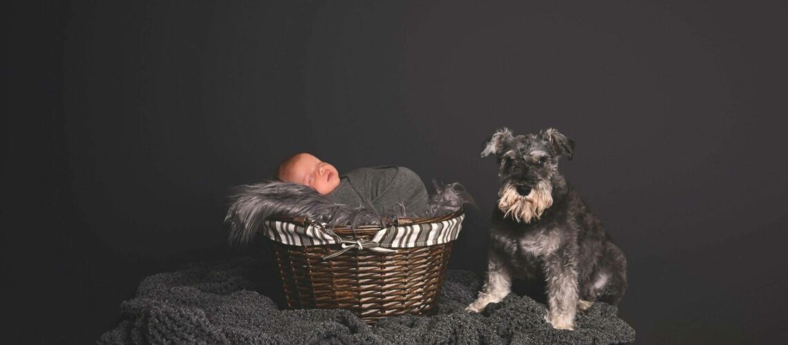 A baby in a basket next to a dog.