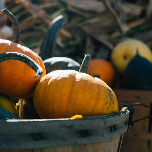 A basket of assorted pumpkins and gourds in sunlight, with hay in the background.