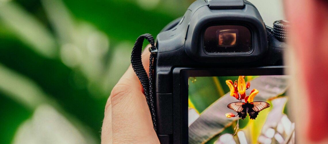 A camera is capturing an image of a butterfly perched on a vibrant flower, surrounded by green foliage.