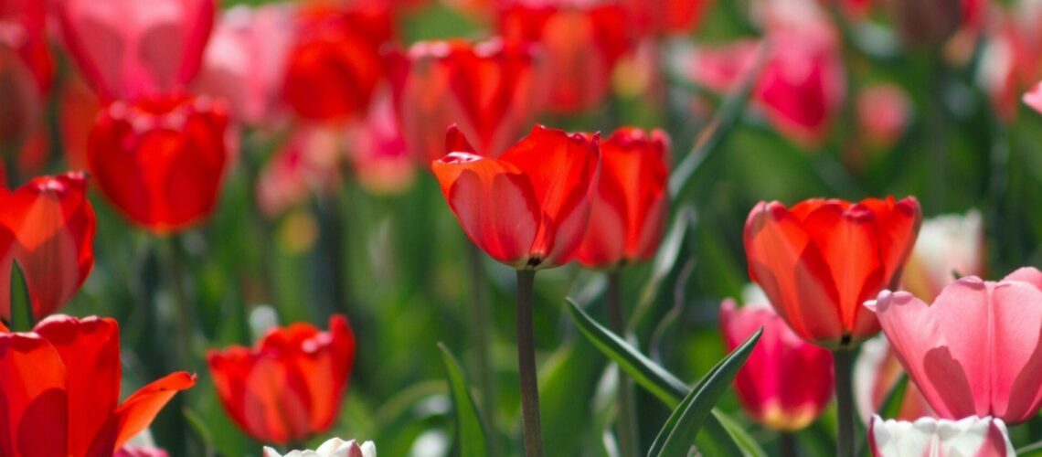 A field of red and white tulips.