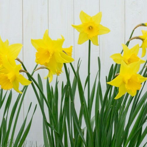 Yellow daffodils with green stems in front of a white wooden background.